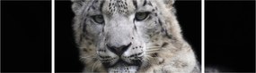 Obraz - Snow Leopard (170x50 cm)