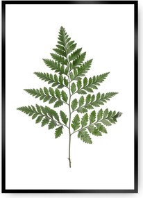 Plakat Fern Green