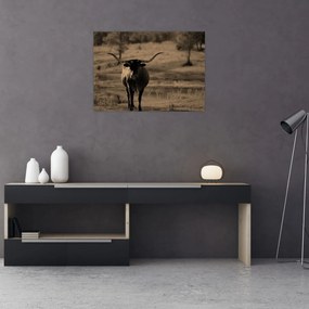 Obraz - Krowa z Teksasu (70x50 cm)