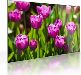 Obraz na szkle - tulipany na łące (70x50 cm)