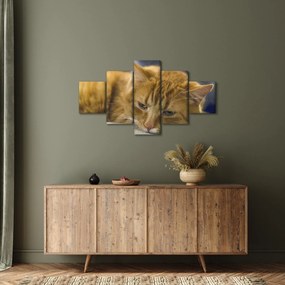 Obraz kota (125x70 cm)