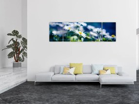 Obraz stokrotek (170x50 cm)