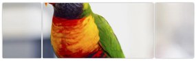 Obraz papugi (170x50 cm)