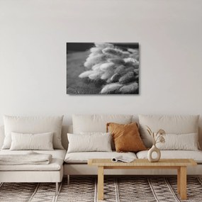 Obraz na szkle - trawa z króliczym ogonkiem na stole (70x50 cm)