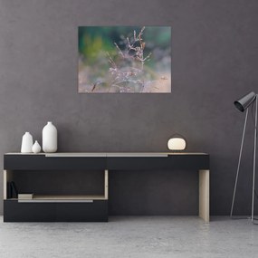 Obraz - Szczegół trawy (70x50 cm)