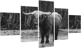 Obraz - Szkocka krowa (125x70 cm)