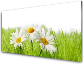 Panel Szklany do Kuchni Białe Stokrotki w Zieleni