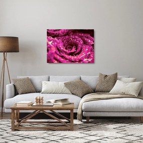 Obraz na szkle - różowy kwiat róży (70x50 cm)