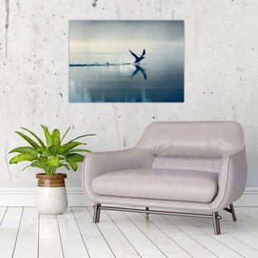 Obraz - Nury (70x50 cm)