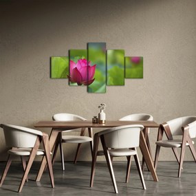Obraz - roślina wodna (125x70 cm)