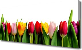 Obraz na płótnie Pąki Tulipanów w Ogrodzie
