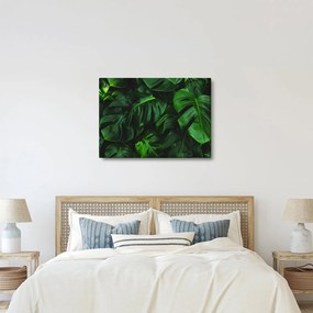 Obraz liści Monstery (70x50 cm)
