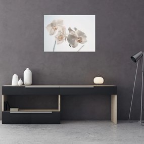 Obraz białej orchidei (70x50 cm)