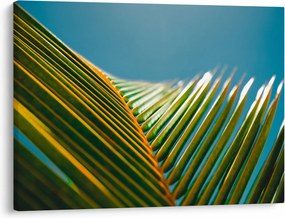 Obraz - Detal liścia palmowego (70x50 cm)