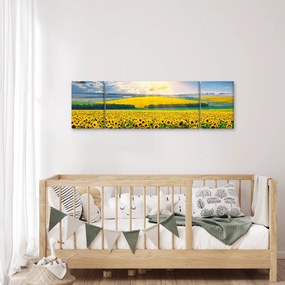 Obraz - Pole słoneczników (170x50 cm)