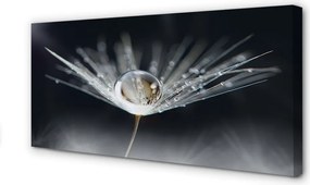 Obraz drukowany na płótnie Kryształowy Dmuchawiec w Makro