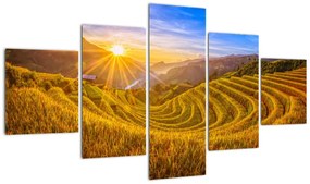 Obraz - Pole ryżowe w Wietnamie (125x70 cm)
