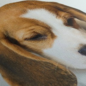 Obraz Beagle (70x50 cm)