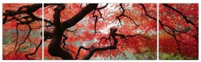 Obraz czerwonego klonu japońskiego, Portland, Oregon (170x50 cm)