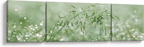 Obraz - Poranna rosa na źdźbłach trawy (170x50 cm)