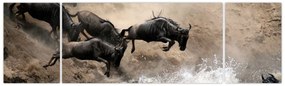 Obraz - Stado antylop gnu (170x50 cm)
