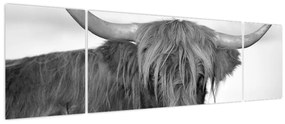 Obraz - Szkocka krowa 2, czarno - biały (170x50 cm)