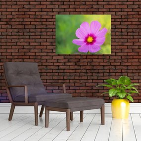 Obraz - polny kwiat (70x50 cm)
