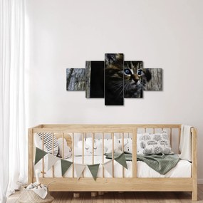 Obraz kotka (125x70 cm)