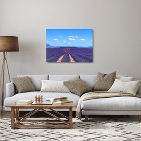 Obraz na szkle - Pole lawendy (70x50 cm)
