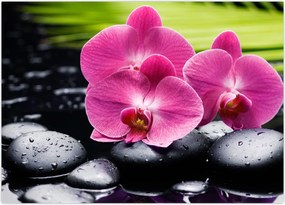 Obraz - Różowe orchidee z liściem palmy (70x50 cm)
