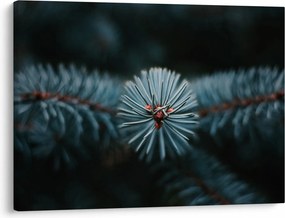 Obraz gałązki drzewa iglastego (70x50 cm)