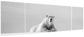 Obraz - Niedźwiedź polarny, czarno - biały (170x50 cm)