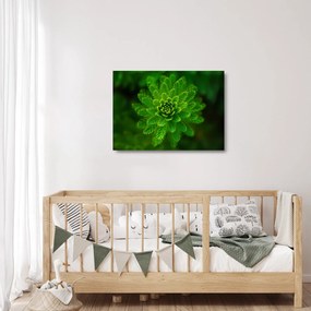 Obraz na szkle - drzewo iglaste (70x50 cm)