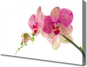 Obraz na płótnie Bukiet Polnych Kwiatów