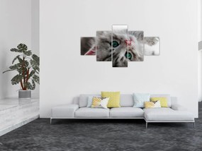 Obraz - Kot z zielonymi oczami (125x70 cm)