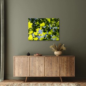 Obraz na szkle - liście klonu (70x50 cm)