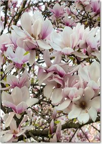 Foto obraz na szkle Kwiaty magnolii