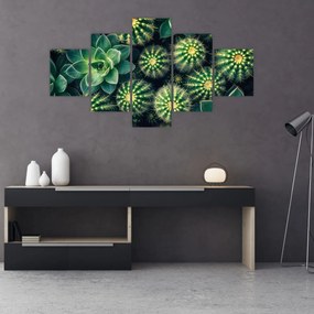 Obraz - Kaktusy (125x70 cm)