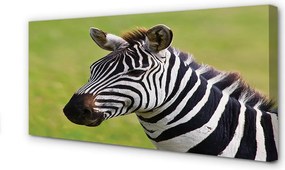 Obraz na płótnie Zebra w Zbliżeniu