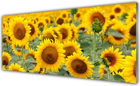 Panel Szklany Złociste Słoneczniki