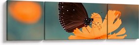 Obraz - motyl na pomarańczowym kwiatku (170x50 cm)