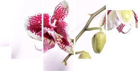 Obraz kwiatu orchidei (125x70 cm)