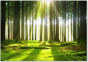 Foto obraz szkło hartowane Las w słońcu