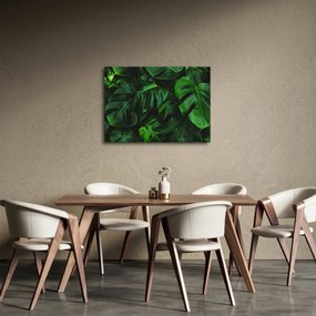 Obraz liści Monstery (70x50 cm)