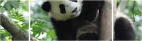 Obraz - Panda na drzewie (170x50 cm)