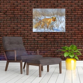 Obraz - Lis (70x50 cm)