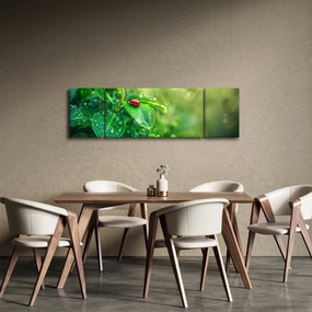 Obraz - Biedronka (170x50 cm)