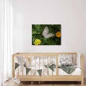 Obraz - biały motyl (70x50 cm)