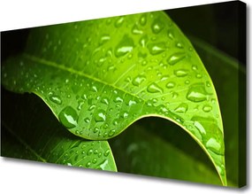 Zdjęcie na płótnie Krople Porannej Rosy