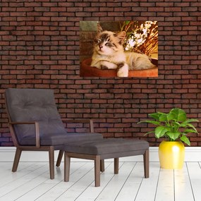 Obraz na szkle kota w doniczce (70x50 cm)